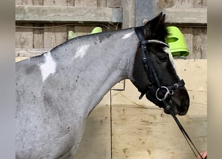 Duitse rijpony Mix, Merrie, 12 Jaar, 140 cm, Roan-Blue