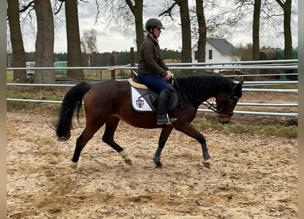 Duitse rijpony, Merrie, 12 Jaar, 150 cm, Bruin