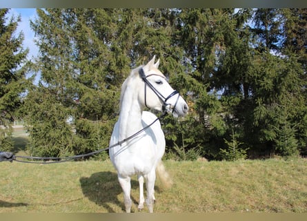 Duitse rijpony, Merrie, 13 Jaar, 148 cm, Schimmel