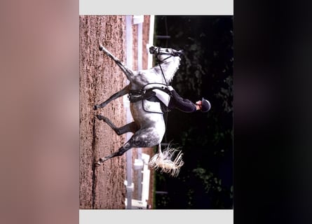 Duitse rijpony, Merrie, 13 Jaar, 148 cm, Schimmel