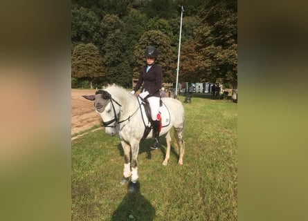 Duitse rijpony, Merrie, 13 Jaar, 148 cm, Schimmel