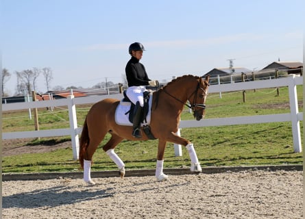 Duitse rijpony, Merrie, 13 Jaar, 155 cm, Vos