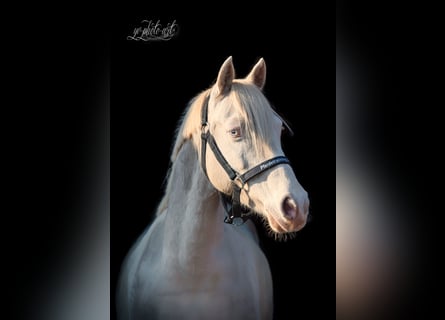 Duitse rijpony, Merrie, 14 Jaar, 144 cm, Cremello