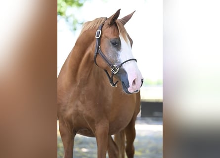 Duitse rijpony, Merrie, 14 Jaar, 146 cm, Vos