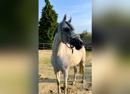 Duitse rijpony, Merrie, 14 Jaar, 147 cm, Vliegenschimmel