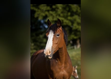 Duitse rijpony, Merrie, 14 Jaar, 148 cm, Bruin