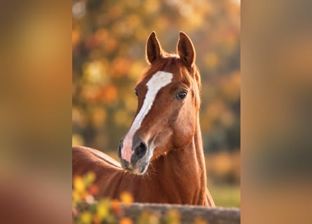 Duitse rijpony, Merrie, 14 Jaar, 148 cm, Donkere-vos