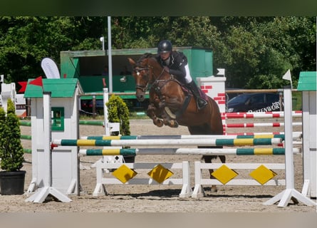 Duitse rijpony, Merrie, 14 Jaar, 148 cm, Donkere-vos