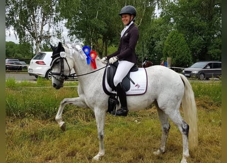 Duitse rijpony, Merrie, 15 Jaar, 147 cm, Vliegenschimmel