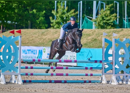 Duitse rijpony, Merrie, 15 Jaar, 148 cm, Zwart