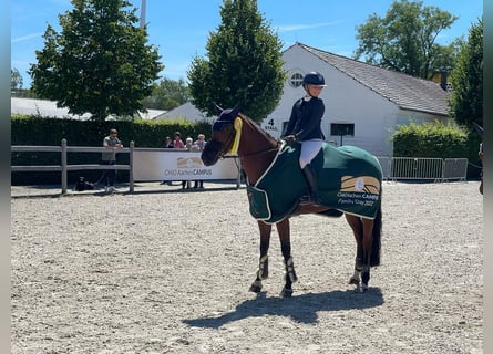 Duitse rijpony, Merrie, 16 Jaar, 152 cm, Bruin