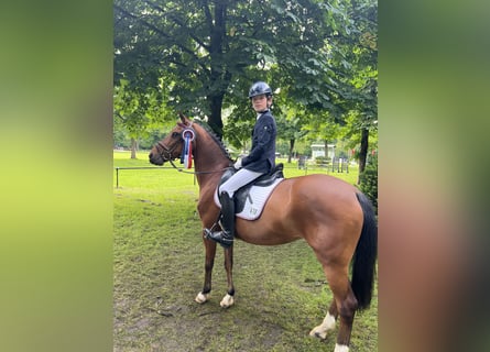 Duitse rijpony, Merrie, 18 Jaar, 146 cm, Bruin