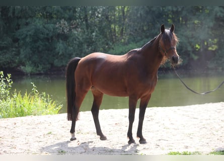 Duitse rijpony, Merrie, 19 Jaar, Bruin