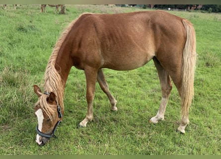Duitse rijpony, Merrie, 1 Jaar, 143 cm, Palomino