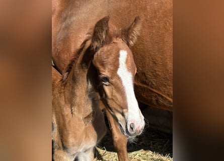 Duitse rijpony, Merrie, 1 Jaar, 147 cm, Vos