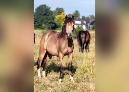 Deutsches Reitpony, Stute, 1 Jahr, 148 cm, Buckskin