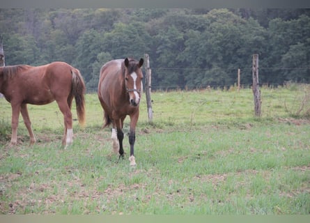 Duitse rijpony Mix, Merrie, 1 Jaar, 150 cm, Donkerbruin