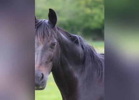 Duitse rijpony, Merrie, 20 Jaar, 145 cm, Donkerbruin