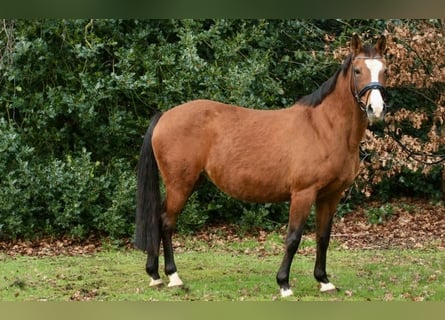 Duitse rijpony, Merrie, 21 Jaar, 146 cm, Bruin