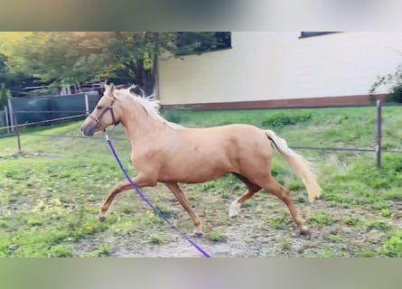 Duitse rijpony, Merrie, 2 Jaar, 140 cm, Falbe
