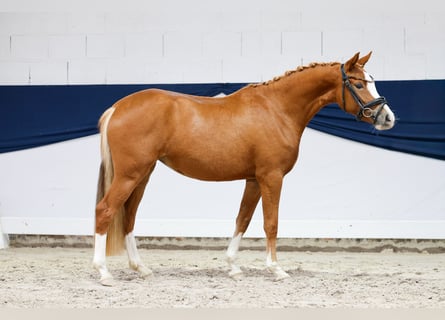 Duitse rijpony, Merrie, 2 Jaar, 140 cm, Vos