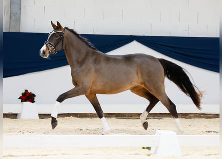 Duitse rijpony, Merrie, 2 Jaar, 143 cm, Bruin