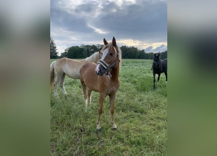 Deutsches Reitpony, Stute, 2 Jahre, 143 cm, Palomino