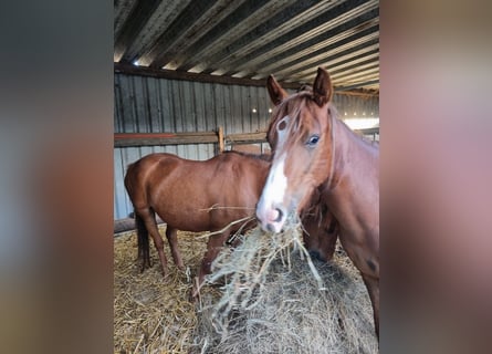 Duitse rijpony, Merrie, 2 Jaar, 143 cm, Vos