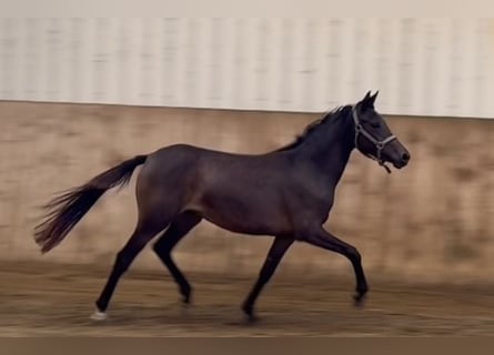 Duitse rijpony, Merrie, 2 Jaar, 144 cm, Donkerbruin