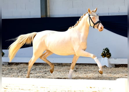 Duitse rijpony, Merrie, 2 Jaar, 145 cm, Perlino