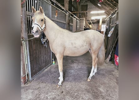 Duitse rijpony, Merrie, 2 Jaar, 148 cm, Palomino