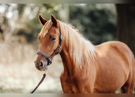 Duitse rijpony, Merrie, 2 Jaar, 148 cm, Vos