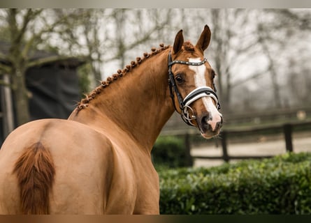 Duitse rijpony, Merrie, 2 Jaar, 152 cm, Vos