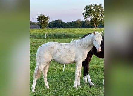 Duitse rijpony, Merrie, 2 Jaar, Cremello