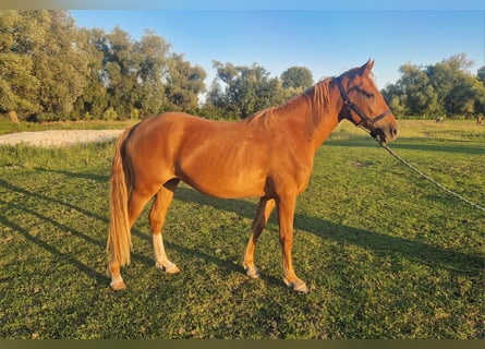 Duitse rijpony, Merrie, 2 Jaar, Vos