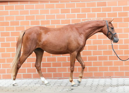 Duitse rijpony, Merrie, 3 Jaar, 138 cm, Vos