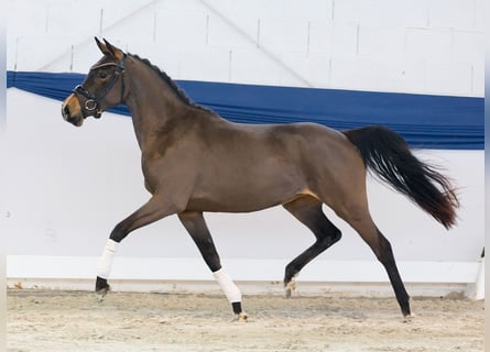 Duitse rijpony, Merrie, 3 Jaar, 139 cm, Bruin