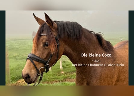 Duitse rijpony, Merrie, 3 Jaar, 140 cm, Buckskin