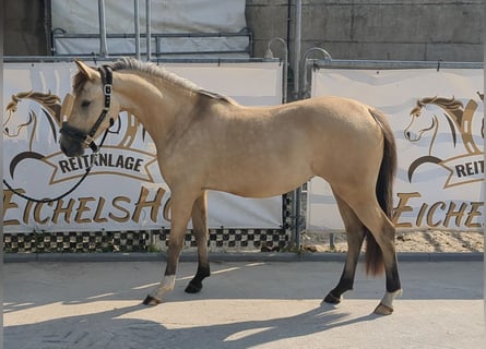 Deutsches Reitpony, Stute, 3 Jahre, 140 cm, Buckskin