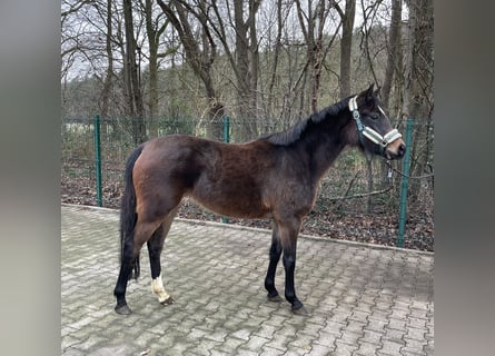 Duitse rijpony, Merrie, 3 Jaar, 141 cm, Bruin