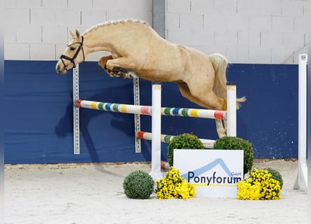 Duitse rijpony, Merrie, 3 Jaar, 141 cm, Palomino