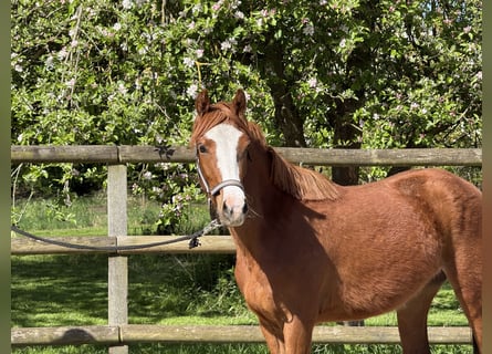 Duitse rijpony, Merrie, 3 Jaar, 141 cm, Vos