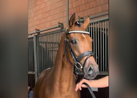 Duitse rijpony, Merrie, 3 Jaar, 143 cm, Bruin