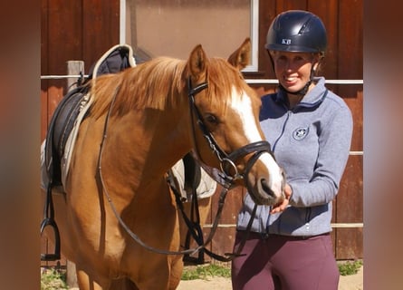 Duitse rijpony, Merrie, 3 Jaar, 143 cm, Vos