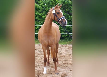 Duitse rijpony, Merrie, 3 Jaar, 143 cm, Vos