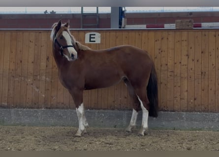Duitse rijpony, Merrie, 3 Jaar, 143 cm, Vos