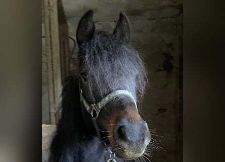 Duitse rijpony, Merrie, 3 Jaar, 143 cm, Zwartbruin