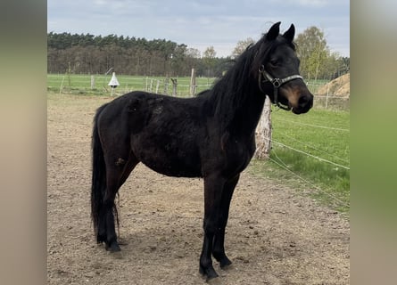 Duitse rijpony, Merrie, 3 Jaar, 143 cm, Zwartbruin