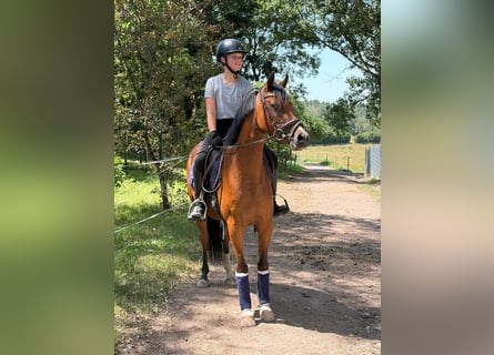 Duitse rijpony, Merrie, 3 Jaar, 144 cm, Bruin