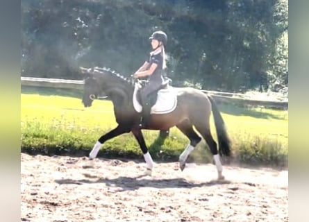 Duitse rijpony, Merrie, 3 Jaar, 144 cm, Donkerbruin